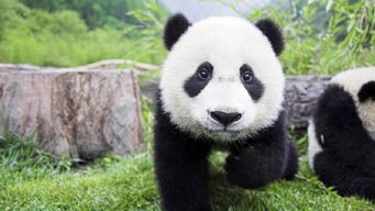 大熊猫的特点是什么 