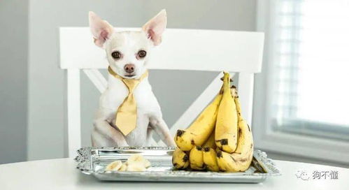 狗能不能吃香蕉