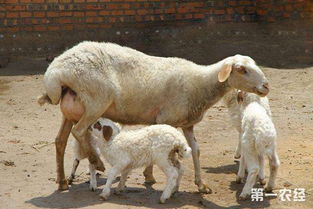 母羊受胎率低的原因以及解决方法