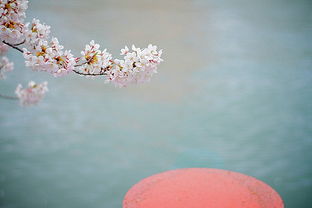 名花虽有主 乜得宽宽土