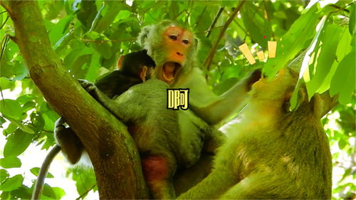 猴爸趁着母猴不注意,将刚生的小猴子偷走,从树上丢下活活摔死 