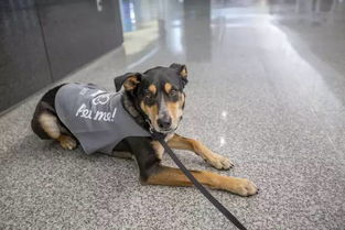 他们叫减压犬,在机场专门用来安抚旅客情绪的狗狗 