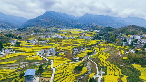 汉阴油菜花旅游季 一起游汉阴