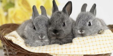 属兔的几月出生最好 出生在二月三月命最好