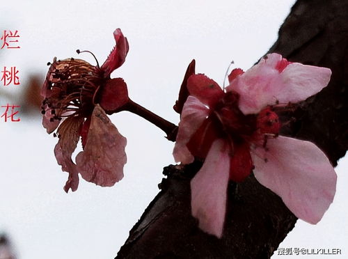 为什么 生日在 七,八,九月 的生肖兔,更容易犯 烂桃花