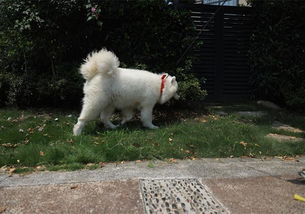 国庆出游需注意爱犬饮食行为,路边野蘑菇并不适合犬类食用