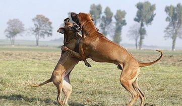 狗狗之间经常打架,它们为何这么敌对,主人又该怎么制止
