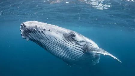 科学菌 一鲸落,万物生,鲸为什么死前有在海面上一跃这个行为呢
