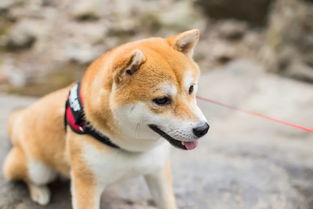 广州养犬新规来啦 犬只伤人最高拟罚一万元