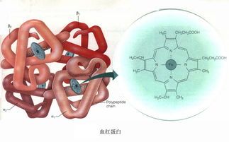 什么是血红蛋白偏高 血红蛋白偏高的原因有哪些呢