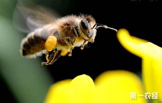 关于蜜蜂的诗句的诗