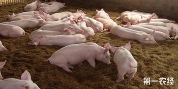 现在猪肉的居高不下的问题,导致现在很多的朋友在生活中猪肉都已经是吃不起的,但是现在很多的养猪户也开始大规模的养殖,养猪的技术也是越来越多,今天就给大家介绍发酵床养猪的优缺点 