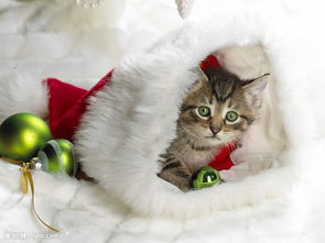 平安夜圣诞节礼物宠物猫缎带彩球雪花图片 