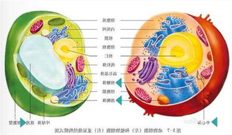 植物细胞基本结构图 搜狗图片搜索