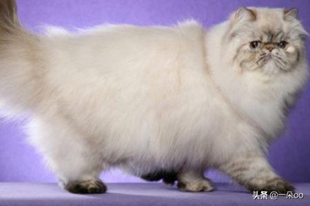 猫咪品种大全及图片 世界十大最奇特的猫排行,短尾 折耳个个奇怪