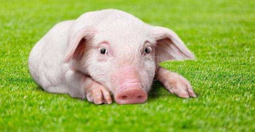 夏天养猪的4大注意事项,不小心的养猪人,容易吃亏