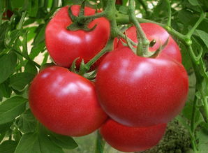 番茄用什么肥生根快,番茄移植沾根用什么营养液或叶面肥呢