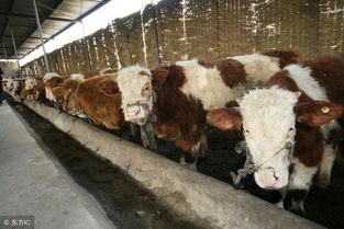 怎样养牛才赚钱 生态养殖肉牛新模式 