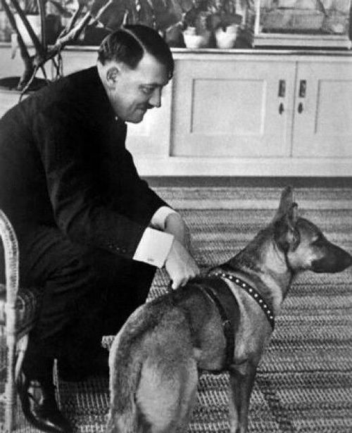 一只狗的命,比百万柏林人重要 希特勒爱狗,甚于 第一夫人