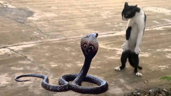 蛇是 偷袭高手 ,为什么打不过猫 网友 比灵活性,猫还没输过