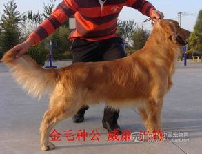 我想买一只个子高,温顺,毛长的大型犬,请问什么犬好 