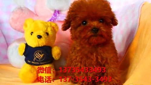 迷你贵宾犬 上海宠物狗市场在哪里卖狗哪里有狗买领养