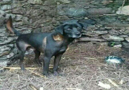中华本土稀有品种犬在农村被发现,它是最适合山林的猎犬