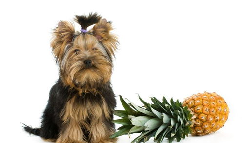 菠萝的季节到了,可以跟狗狗分享菠萝吗 喂狗狗吃菠萝的注意事项