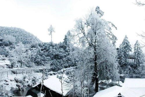 大雪至 寒冬始 雪后的景宁,无尽的诗情画意