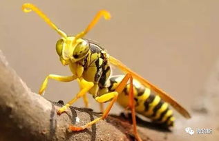 西澳灾难 欧洲 超级 黄蜂入侵,已发现20,000蜂巢 澳洲生态恐遭严重威胁