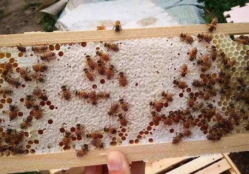 摇蜜 刮蜜 割蜜的优缺点是什么 养蜂人该如何选择
