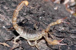 野生蝎子和人工养殖蝎子的区别
