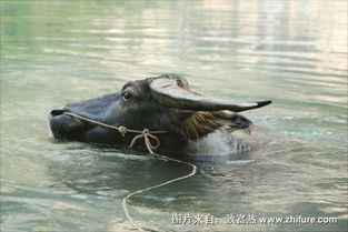 水牛和黄牛区别是什么