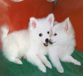 图 银狐犬多少钱 哪里可以买到银狐幼犬 广州宠物狗 