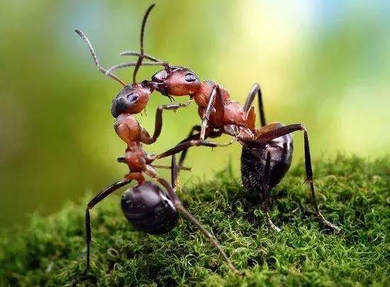 义捐小伙的爱情童话:蚂蚁也会拥有一片春天