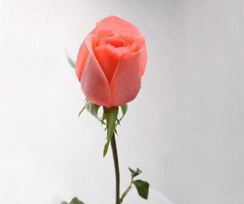 心理测试 选一枝粉色玫瑰花,测你大学时谈了几次恋爱