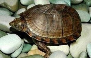 求教那些蛋龟可以自然冬眠不需要加热过冬 