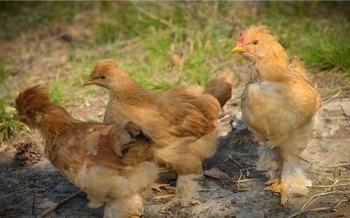 你知道广西出名的鸡品种都有哪些吗 广西种养殖平台告诉你