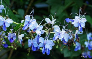 蓝蝴蝶一年开几次花花期月份与时间