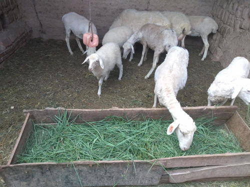 养羊必须具备3个基础,想年入10万,养殖规模也要 达标