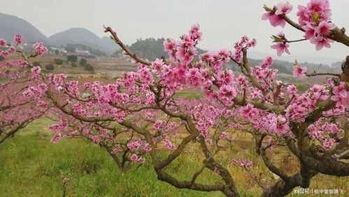 极中郭腾飞老师谈桃花运