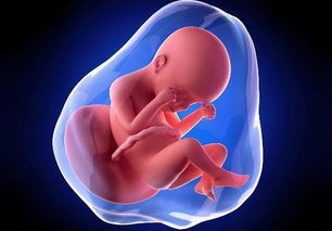 原创怀孕的这3个孕周，孕妇别忘记吃“核桃”可能对胎儿发育比较好！