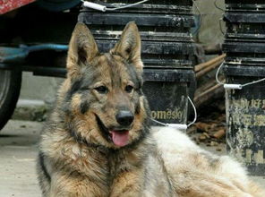 在中国这6种狗狗,都可以成为警犬,养一只绝对听话