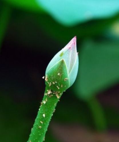 芝麻开花节节高造句（红红火火造句最简单短句？）