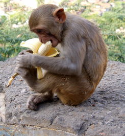 喂这种猴子吃香蕉,可能会要了它的命 
