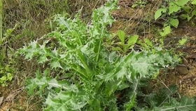 他们说路边这野菜很好吃,但没吃过呀