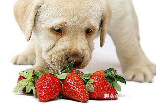狗狗能吃草莓 主人又该注意些什么 一篇文告诉你