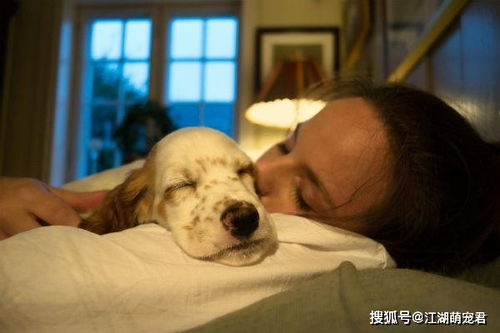狗狗喜欢跟你睡,未必是爱你,还有这5个原因