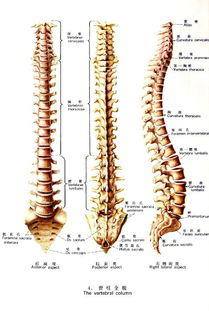 脊柱全貌图