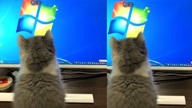 小猫咪玩电脑上瘾,主人多次劝阻无效,看完忍住别笑 